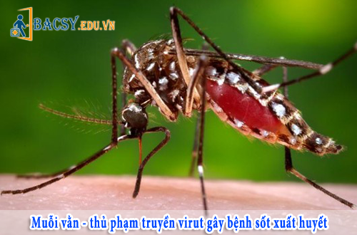 Cách phòng chống bệnh sốt xuất huyết, Muỗi vằn - thủ phạm truyền virut gây bệnh sốt xuất huyết