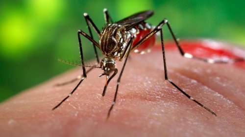 Virut Zika lây nhiễm qua đường nào - 2