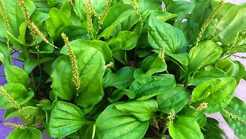  “Mã đề” Cây cỏ dại chữa bách bệnh trong Đông Y