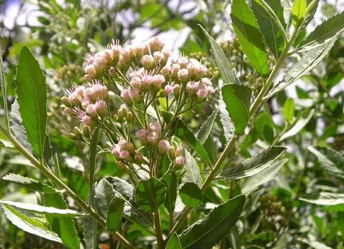 Bài thuốc trị bệnh từ vị thuốc nam Sài hồ