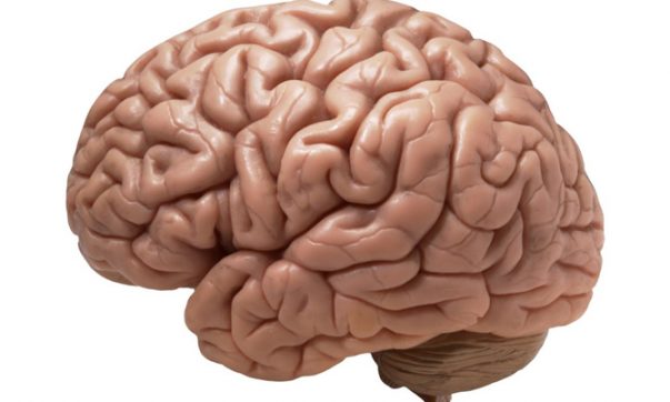 Điều kì diệu bên trong bộ não con người