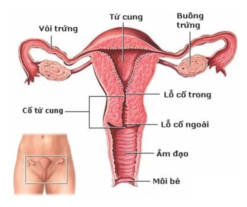 Dấu hiệu cảnh báo ung thư cổ tử cung ở phụ nữ không thể bỏ qua