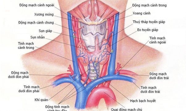 Tìm hiểu về bệnh viêm tuyến giáp bán cấp