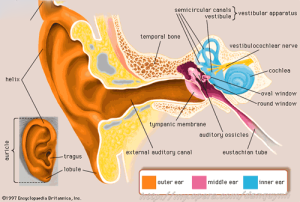 tim-hieu-benh-viem-tai-giua-la-gi