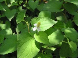 Bí quyết giúp hạ huyết áp bằng rau diếp cá